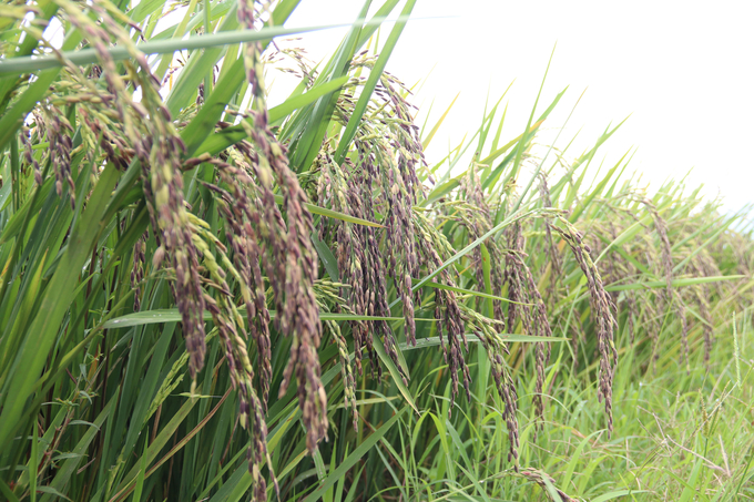 Mô hình lúa đen hữu cơ phát triển tốt khi trồng thử nghiệm. Ảnh: Quang Yên.