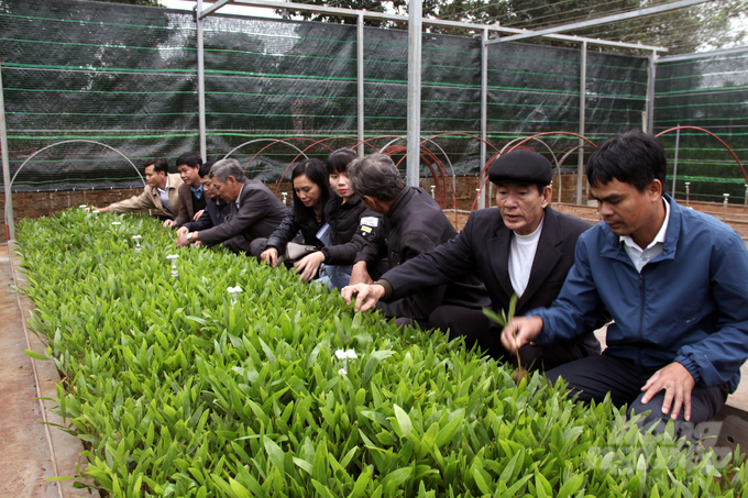 Chất lượng giống cây lâm nghiệp tại Quảng Trị ngày càng đáp ứng nhu cầu trồng rừng chất lượng cao. Ảnh: Võ Dũng.