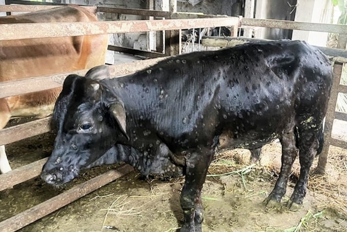Lumpy skin disease on buffaloes and cows is at risk of spreading further in Ha Tinh province.