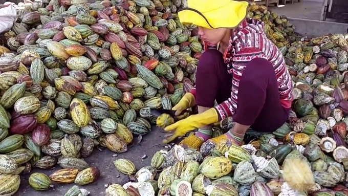 Most of the cocoa pods after harvesting are still considered garbage and discarded, polluting the environment. Photo: Le Binh.