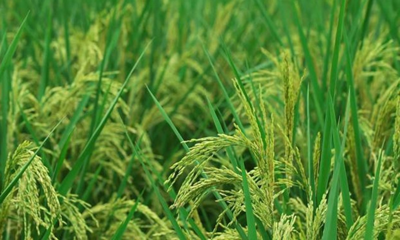 Theo CAAS, những thập kỷ qua, các giống 78 GSR được nhóm dự án gạo siêu xanh thử nghiệm, chứng nhận và giới thiệu đến 18 quốc gia và khu vực châu Phi và châu Á. Ảnh minh họa: TL. 