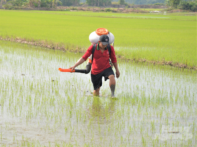 Chương trình Canh tác lúa thông minh đang được nông dân ĐBSCL đón nhận nhờ giảm được chi phí sản xuất, tăng lợi nhuận, thích ứng với biến đổi khí hậu. Ảnh: Trung Chánh.