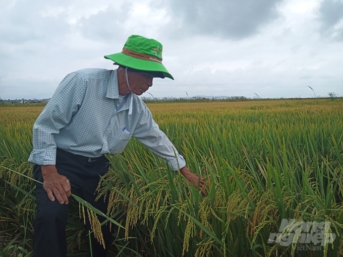 Đến ngày 5/5, nông dân tỉnh Thừa Thiên - Huế còn gần 20.000 ha lúa đông xuân 2022 - 2023 chưa thu hoạch. Ảnh: Công Điền.