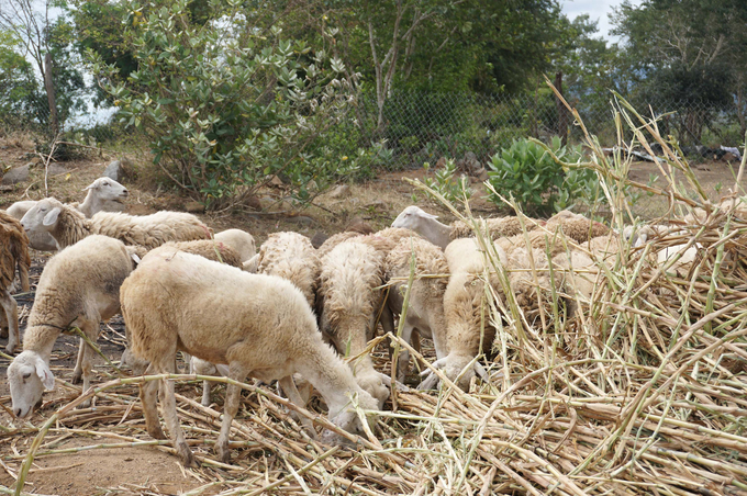 Cừu được nuôi bằng cỏ và phế phụ phẩm từ cây trồng trong trang trại Nắng và Gió, phân cừu được ủ làm phân bón hữu cơ bón lại cho cây trồng. Ảnh: Nguyễn Thủy.