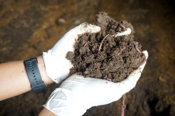 Phân chuồng ở trang trại của GC Food được sử dụng để nuôi trùn quế và ủ làm phân bón hữu cơ. Ảnh: Nguyễn Thủy.