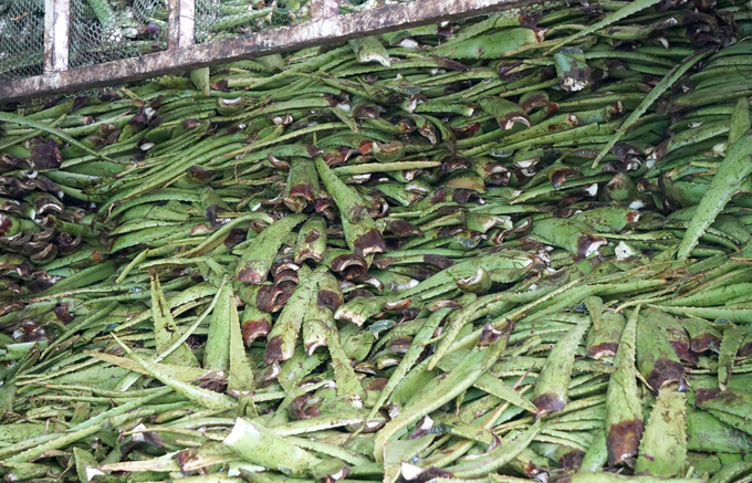 Vỏ, lá nha đam được tận dụng làm phân bón hữu cơ ở Trang trại Nắng và Gió của GC Food. Ảnh: Nguyễn Thủy.