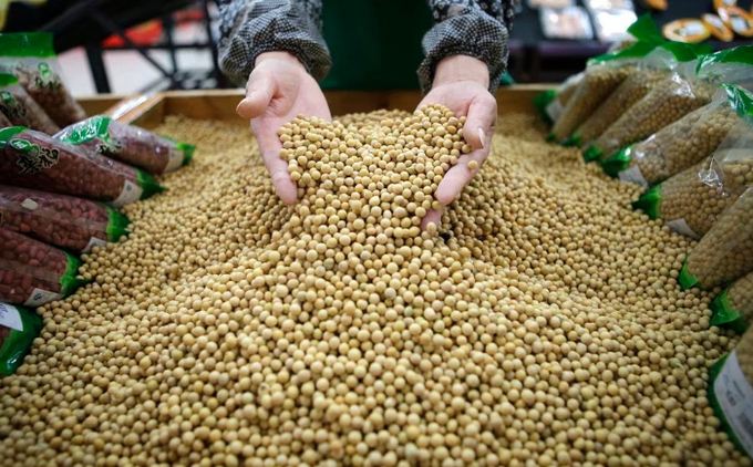 An employee picks out bad beans from a pile of soybeans at a supermarket in Wuhan, Hubei province April 14, 2014. Photo: REUTERS/Stringer