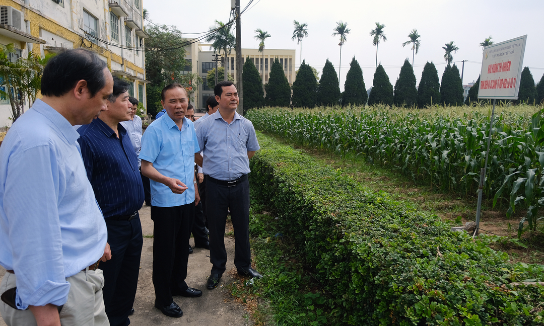 Đoàn công tác của Bộ NN-PTNT thăm cánh đồng thực nghiệm của Viện Nghiên cứu Ngô. Ảnh: Bảo Thắng.