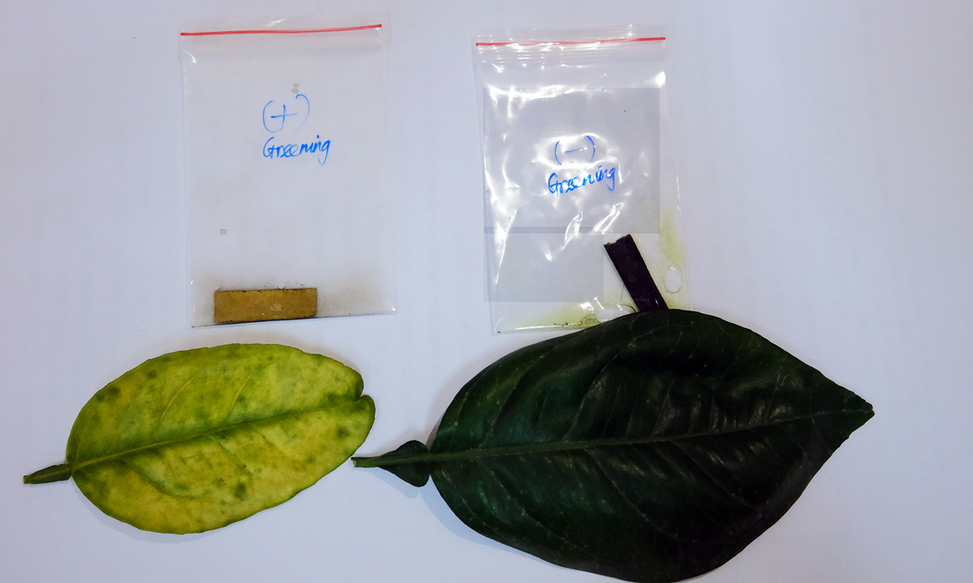 Mẫu kit test nhanh lá cây nhiễm bệnh greening do Viện BVTV nghiên cứu (bên trái là mẫu nhiễm bệnh). Ảnh: Bảo Thắng.