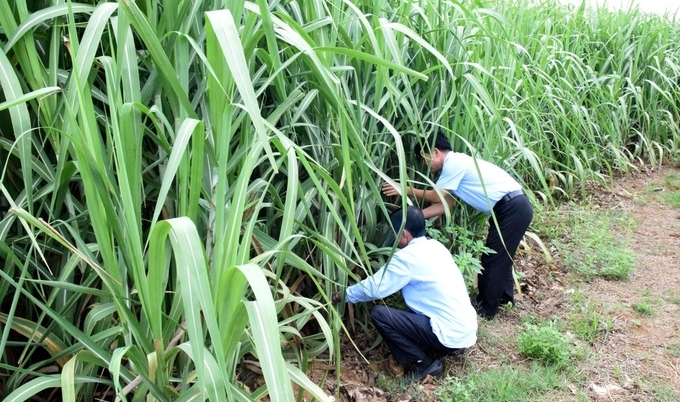 Các doanh nghiệp mía đường tại Nghệ An đã có nhiều chính sách đồng hành cùng người trồng mía. Ảnh: Xuân Hoàng.