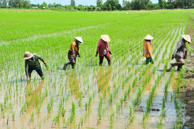 Đề án 'Đào tạo chuyển đổi nghề nông nghiệp nông thôn vùng ĐBSCL đến năm 2030' tỷ lệ lao động trong vùng ĐBSCL qua đào tạo sẽ đạt 65%. Ảnh: Lê Hoàng Vũ.