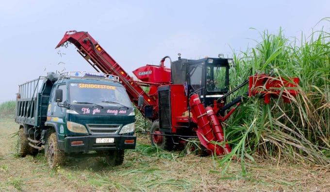 Công ty Mía đường Sông Con (Nghệ An) giúp nông dân thu hoạch mía bằng máy. Ảnh: Trí Tuệ.