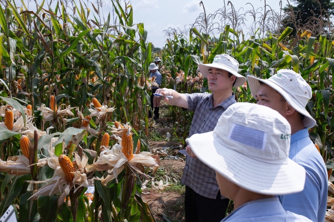 Viện trưởng Viện Nghiên cứu Ngô, ông Nguyễn Xuân Thắng đi thực tế đồng ngô, chỉ đạo kiểm tra chất lượng giống khi đưa ra trồng trên diện rộng.