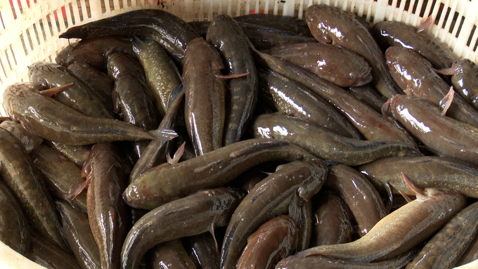 Nghia Hung four-eyed sleeper is a large, round, fatty saltwater fish. An 1-kilogram batch of four-eyed sleepers can have 10 to 12 fish. The fish features white, sweet and fragrant flesh with high nutritional value. Photo: Kien Trung.