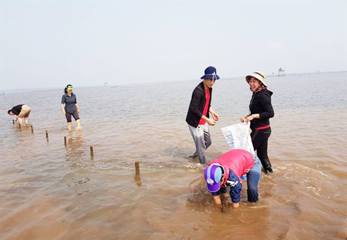 Khu vực biển thuộc huyện Kiến Thụy được xác định là thường xảy ra các tranh chấp về ngao - cát. Ảnh: Đinh Mười.