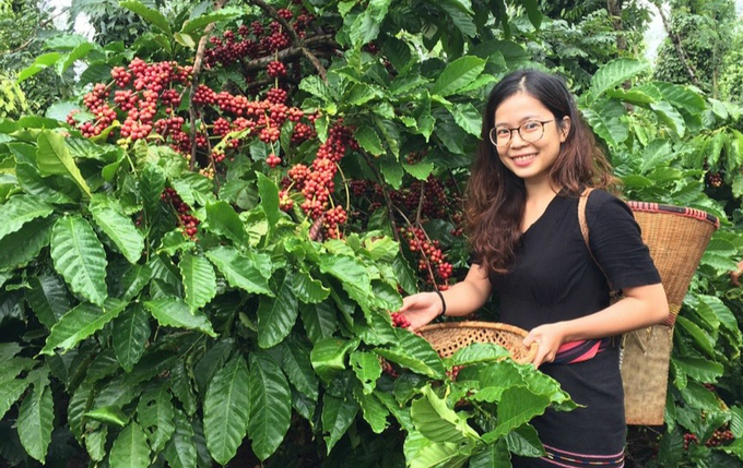 Cà phê là thế mạnh của tỉnh Đắk Lắk, hiện có hàng trăm doanh nghiệp đầu tư chế biến loại nông sản này. Ảnh: Tuấn Anh.