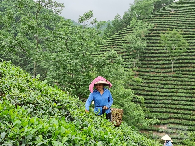 Nông nghiệp hữu cơ là hướng đi bền vững mà ngành nông nghiệp Tuyên Quang đang hướng tới. Ảnh: Đào Thanh.