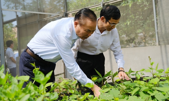 Deputy Minister Phung Duc Tien and Deputy Director of the Plant Protection Research Institute Trinh Xuan Hoat visit the net house model. Photo: Bao Thang.