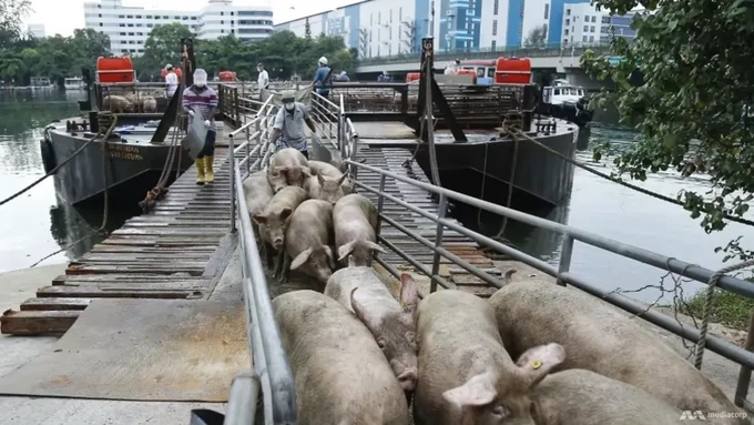 Singapore đã đình chỉ nhập khẩu lợn hơi từ đảo Bulan từ tháng trước. Ảnh: TODAY/Najeer Yusof.