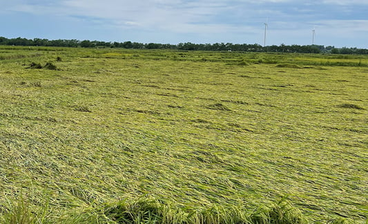 Cánh đồng lúa đổ rạp khi trong giai đoạn chín tới tại huyện Quảng Ninh. Ảnh: L. Chi.