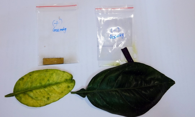 The rapid kit test for greening infected leaves was researched by PPRI (on the left is the infected sample). Photo: Bao Thang.