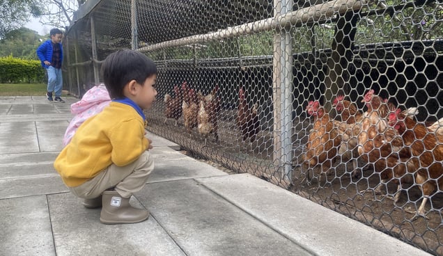 Học sinh Đài Loan trải nghiệm giáo dục thực nông tại Nông trại Bách Cô Trang. Ảnh: Nguyên Huân.