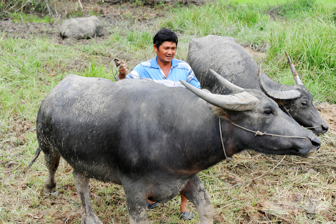 Tổng đàn trâu bò có gần 60 ngàn con đã được tiêm phòng tụ huyết trùng 765 con và lở mồm long móng trâu bò 888 con. Ảnh: Lê Hoàng Vũ.