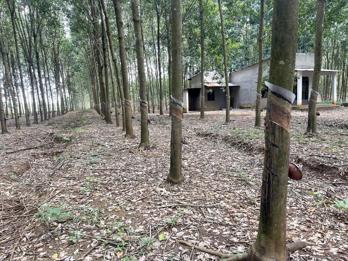 A smallholder rubber plantation in Chon Thanh, Binh Phuoc. Photo: Hong Thuy.