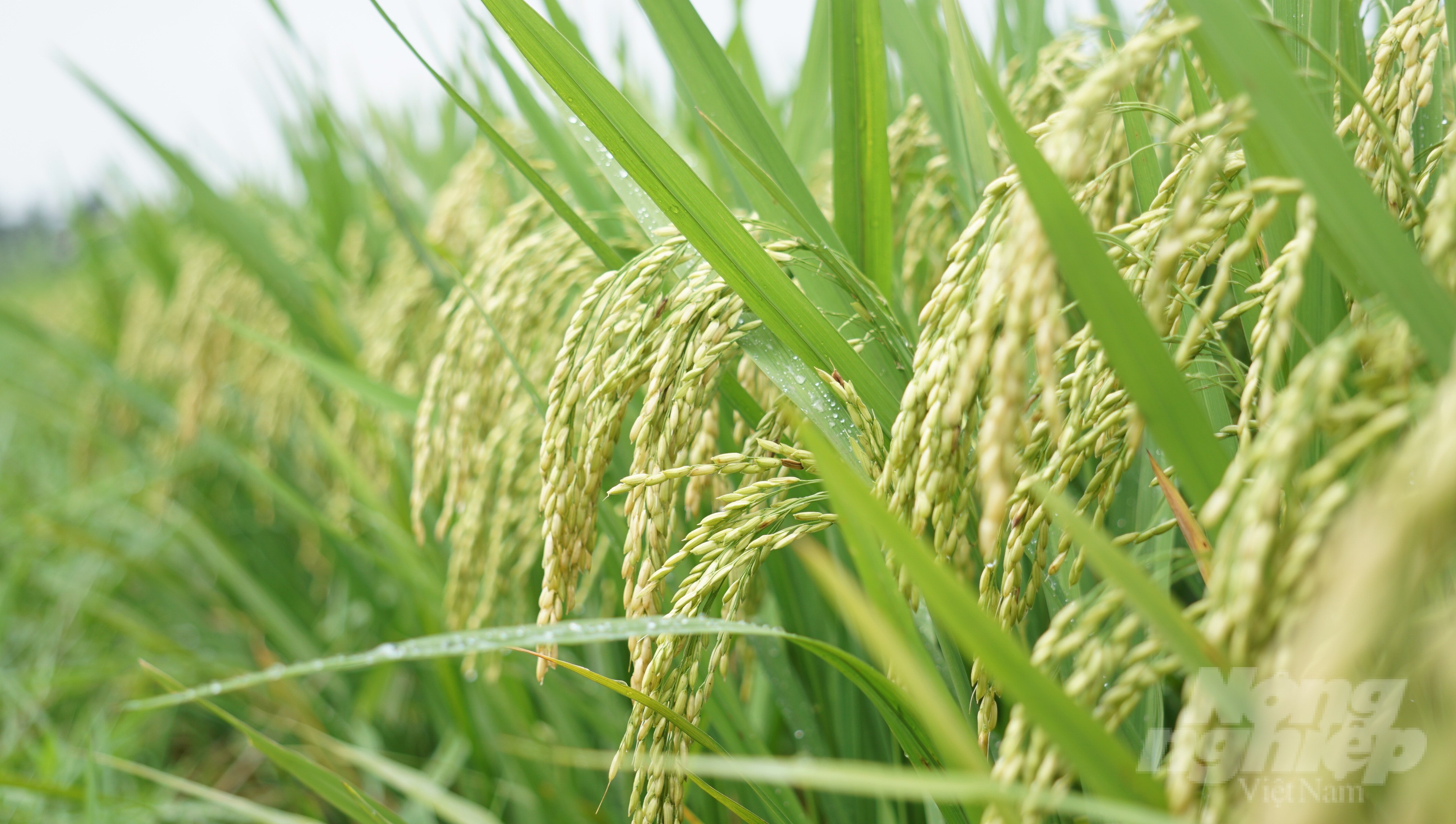 Vụ xuân năm 2023, các giống lúa của Tập đoàn ThaiBinh Seed hứa hẹn sẽ cho năng suất cao. 