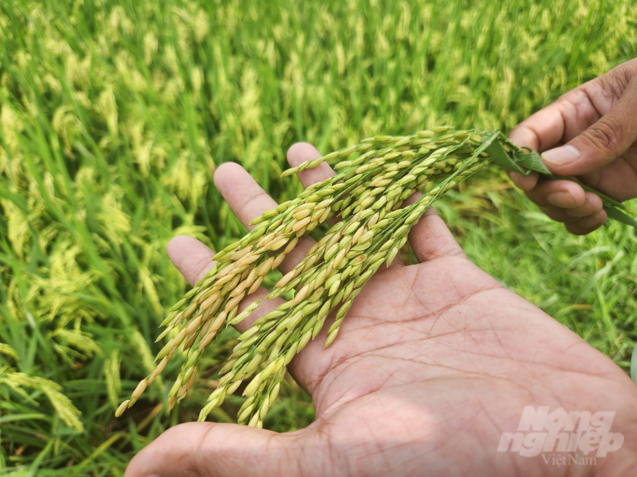  Các giống lúa của Tập đoàn Thaibinh Seed đạt tỷ lệ hạt chắc/bông cao.