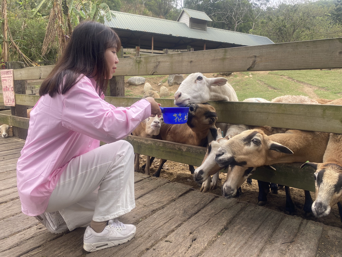 Du khách trải nghiệm hoạt động cho cừu ăn tại Nông trại Bò Bay. Ảnh: Nguyên Huân.