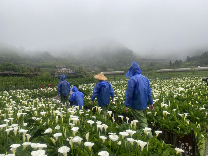 Du khách trải nghiệm hái hoa tại Trang trại Tài Phúc, núi Dương Minh, TP Đài Bắc, Đài Loan. Ảnh: Pearl Li.