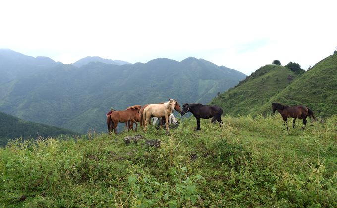 Trong tương lai, đàn ngựa của hai anh em Trình, Mộc sẽ trở thành mô hình du lịch mới của Bình Liêu. Ảnh: Nguyễn Thành.