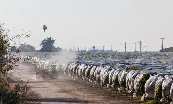 Spraying pesticide at grape vineyard in the San Joaquin Valley, California. Photograph: Education Images/UIG/Getty Images