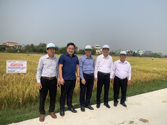Thứ trưởng Bộ NN-PTNT Phùng Đức Tiến (thứ 2 từ phải sang) cùng Viện trưởng Hồ Huy Cường (ngoài cùng bên phải) thăm mô hình khảo nghiệm diện hẹp bộ giống lúa gạo màu tại thị xã An Nhơn (Bình Định). Ảnh: V.Đ.T.