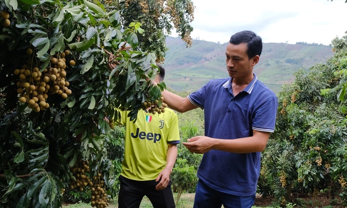 Mr. Luong Van Muoi and members of the cooperative visit a longan garden in Chieng Khoong commune, Song Ma district. Photo: Bao Thang.