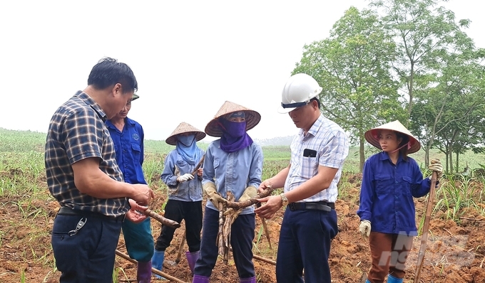 Tỉnh Tuyên Quang có 320ha mía nguyên liệu bị chết do hạn hán. Ảnh: Đào Thanh.