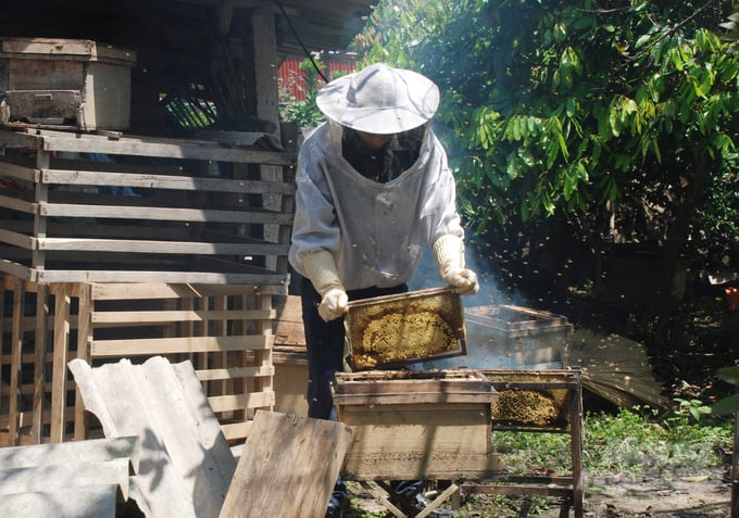 Anh Nguyễn Văn Tiến đang kiểm tra những thùng ong chuẩn bị thu mật. Ảnh: Tuấn Anh.