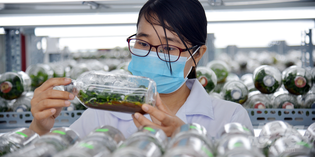 Mỗi năm, phòng thí nghiệm của Khu Nông nghiệp công nghệ cao TP.HCM có thể đáp ứng từ 1 - 2 triệu cây giống các loại. Ảnh: Nguyễn Thủy.