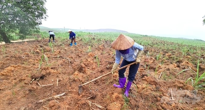 Thời điểm này năm ngoái, vùng mía nguyên liệu tại tỉnh Tuyên Quang đã cao từ 50cm đến 1m, tuy nhiên hiện nhiều diện tích mới chỉ nhú mầm. Ảnh: Đào Thanh.