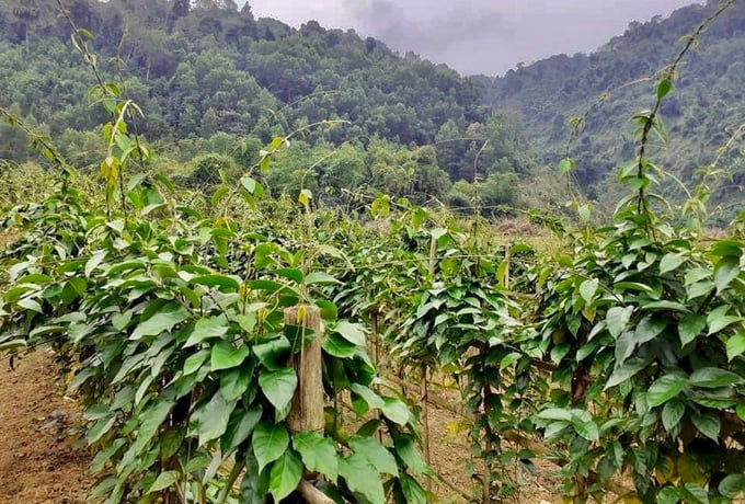 Cây dây thìa canh trồng tại xã Yên Ninh, huyện Phú Lương. Ảnh: Thể Nguyễn. 