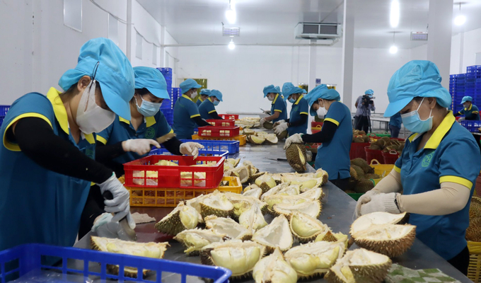 Durian processing for export in Binh Phuoc province. Photo: Son Trang.