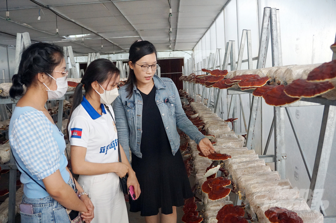 Mô hình trồng nấm linh chi tại Khu Nông nghiệp công nghệ cao TP.HCM. Ảnh: Nguyễn Thủy.