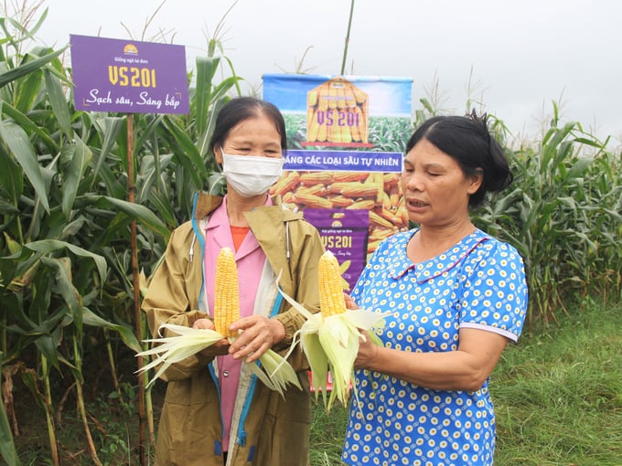 Không chỉ sạch sâu bệnh, cho năng suất sinh khối cao, giống ngô VS201 còn cho năng suất lấy hạt rất tốt. Ảnh: Trung Quân.