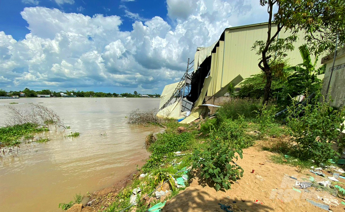 Mới vào đầu mùa mưa nhưng tỉnh An Giang ghi nhận có 56 đoạn sông nguy cơ sạt lở nghiêm trọng. Ảnh: Hồ Thảo.