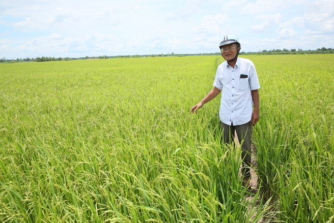 Lúa canh tác theo quy trình hữu cơ ở HTX Dịch vụ nông nghiệp Tăng Hòa (xã Tăng Hoà, huyện Gò Công Đông, Tiền Giang). Ảnh: Hồng Thuỷ.