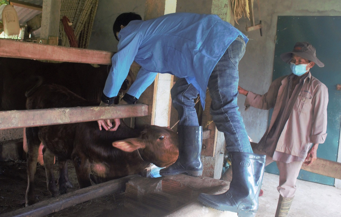 Đến hết tháng 4/2023, Bình Định đã tiêm phòng đợt 1 bệnh viêm da nổi cục cho hơn 24.500 con trâu, bò và bệnh lở mồm long móng cho hơn 58.500 con. Ảnh: V.Đ.T.