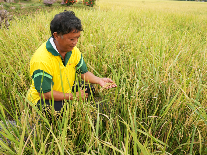 Một ruộng lúa liên kết trồng theo quy trình hữu cơ ở HTX Phú Thọ, Tam Nông, Đồng Tháp. Ảnh: Hồng Thuỷ.