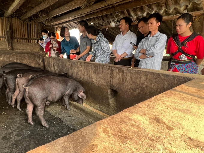 Lợn đen nuôi tại mô hình ở xã Lùng Khấu Nhin, huyện Mường Khương phát triển tốt. Ảnh: Lưu Hòa.