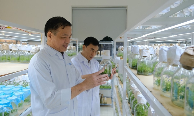 Ph.D. Vo Dai Hai at the tissue culture laboratory, Vietnamese Academy of Forest Sciences. Photo: Bao Thang.